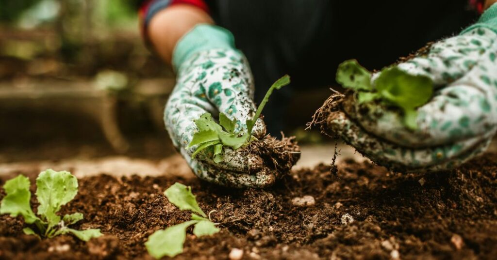 manutenção de jardins em Salvador